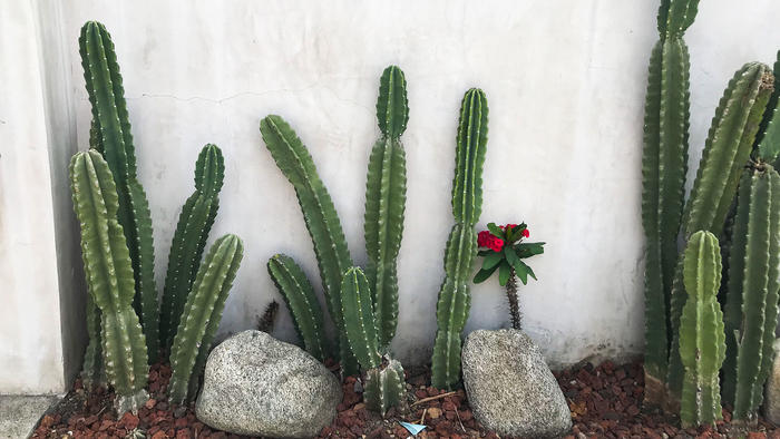 Ornamento di cactus