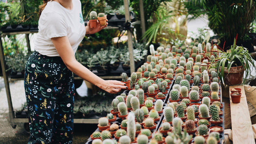 Mujer escogiendo un cactus