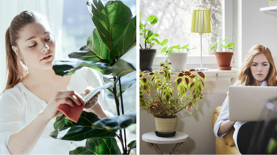 Mujer decorando su hogar con plantas