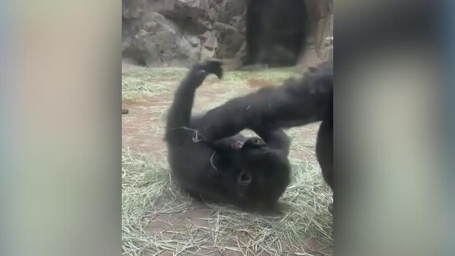 En video: bebé gorila jugando con su madre conquista las redes
