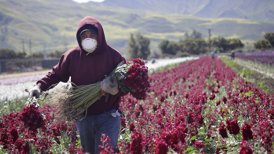 Los inmigrantes indocumentados representan el 11% de los trabajadores en el área agrícola, el 2% en la salud y el 6% en los servicios de alimentos y producción, estimó el estudio.
