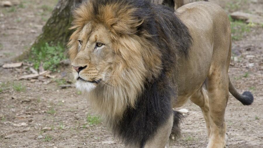 Uno de los leones del zoo de Washington contagiado de coronavirus