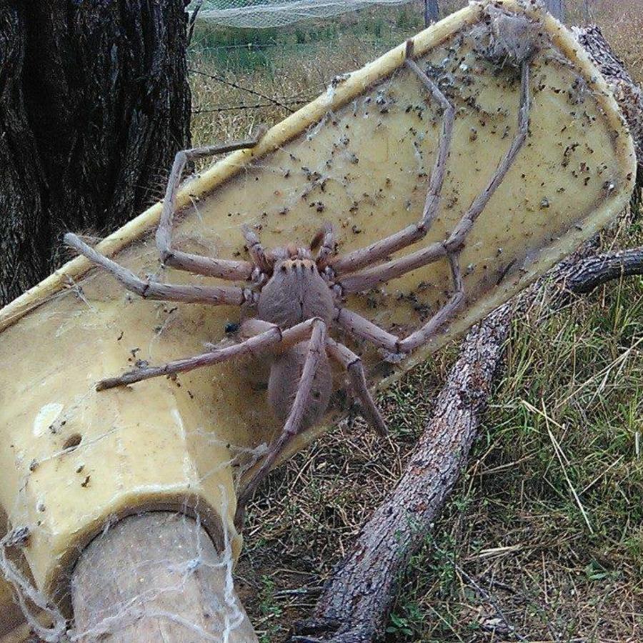 Gigantesca araña causa sensación en internet