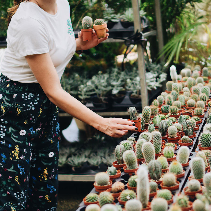 Mujer escogiendo un cactus