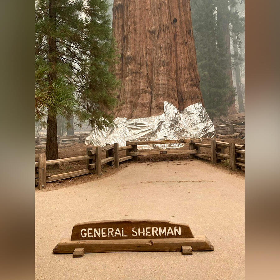 Los bomberos envuelven el histórico árbol General Sherman, que se estima que tiene entre 2,300 y 2,700 años de antigüedad, con mantas a prueba de fuego en el Parque Nacional Sequoia el jueves.