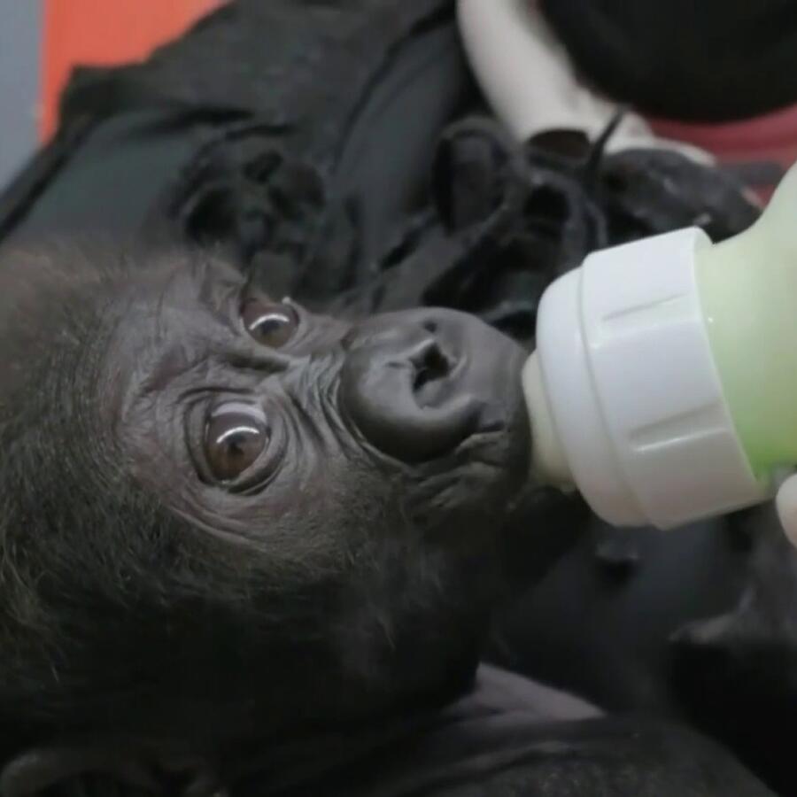 Una bebé gorila que fue rechazada por su mamá ya tiene un nuevo hogar