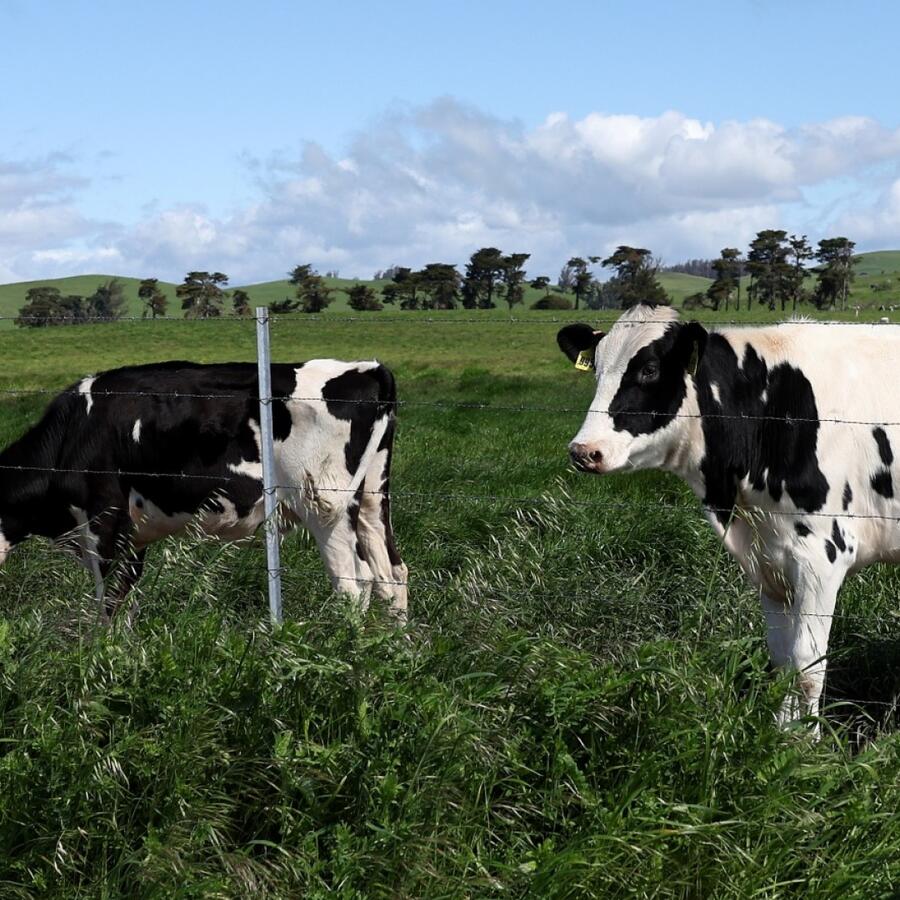 Vacas en granja lechera