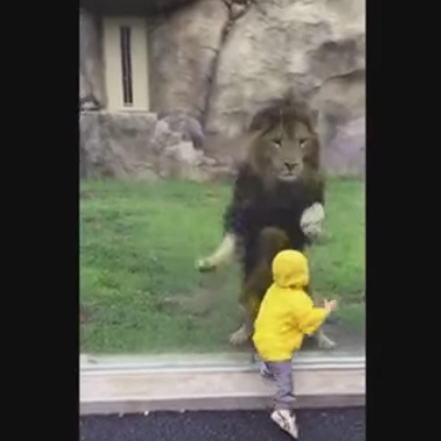 Un lón ataca a un niño en un zoológico en Japón