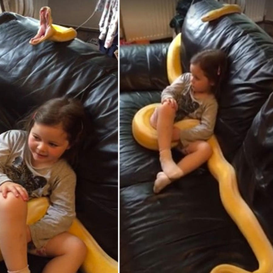 Deja a su hija en el sofá con una serpiente pitón y las imágenes causan indignación (VIDEO) 