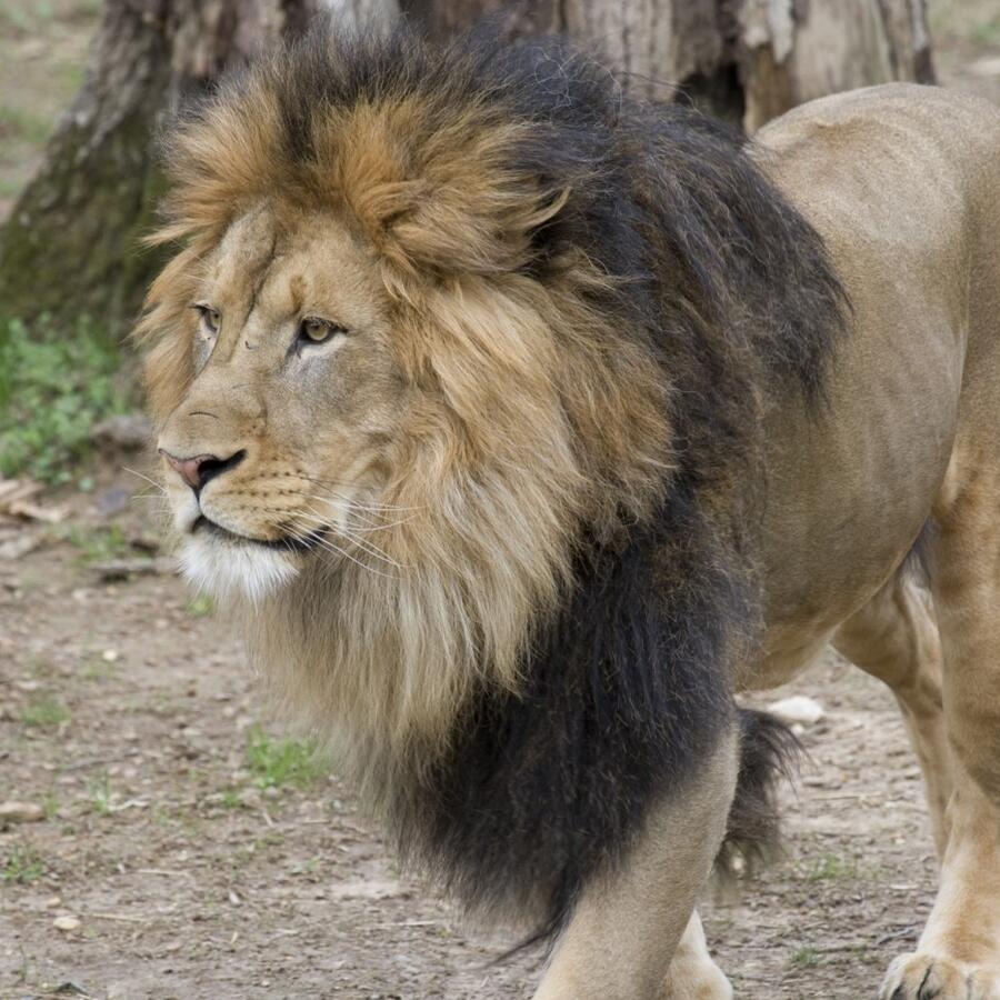 Uno de los leones del zoo de Washington contagiado de coronavirus