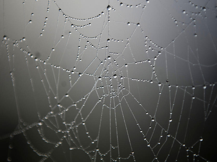 Una tela de araña, en una imagen de archivo. 