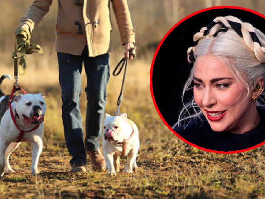Lady Gaga robo de perros