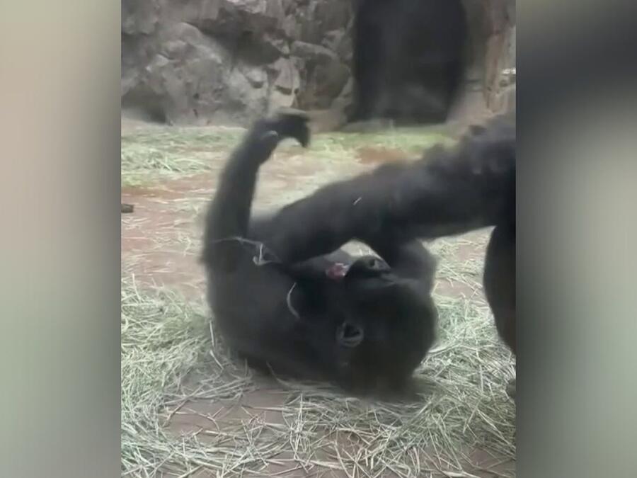 En video: bebé gorila jugando con su madre conquista las redes