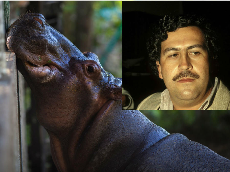 Hipopotamos de Pablo Escobar
