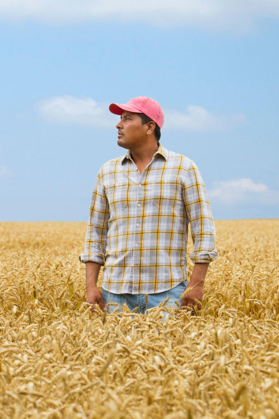 Granjero hispano en campo de trigo