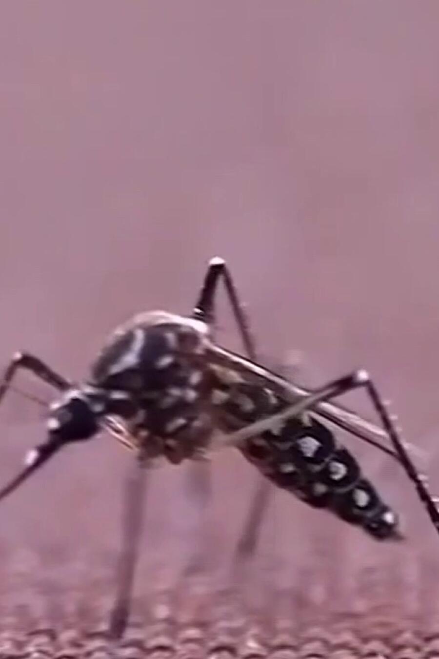 Buscan disminuir plagas en Los Ángeles a través de mosquitos modificados en laboratorio