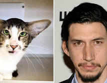 Vota aquí si piensas que este gato se parece al actor de "Star Wars", Adam Driver.