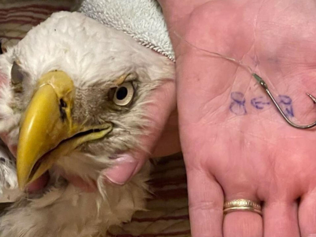 Niños salvan de morir a un águila calva en Florida